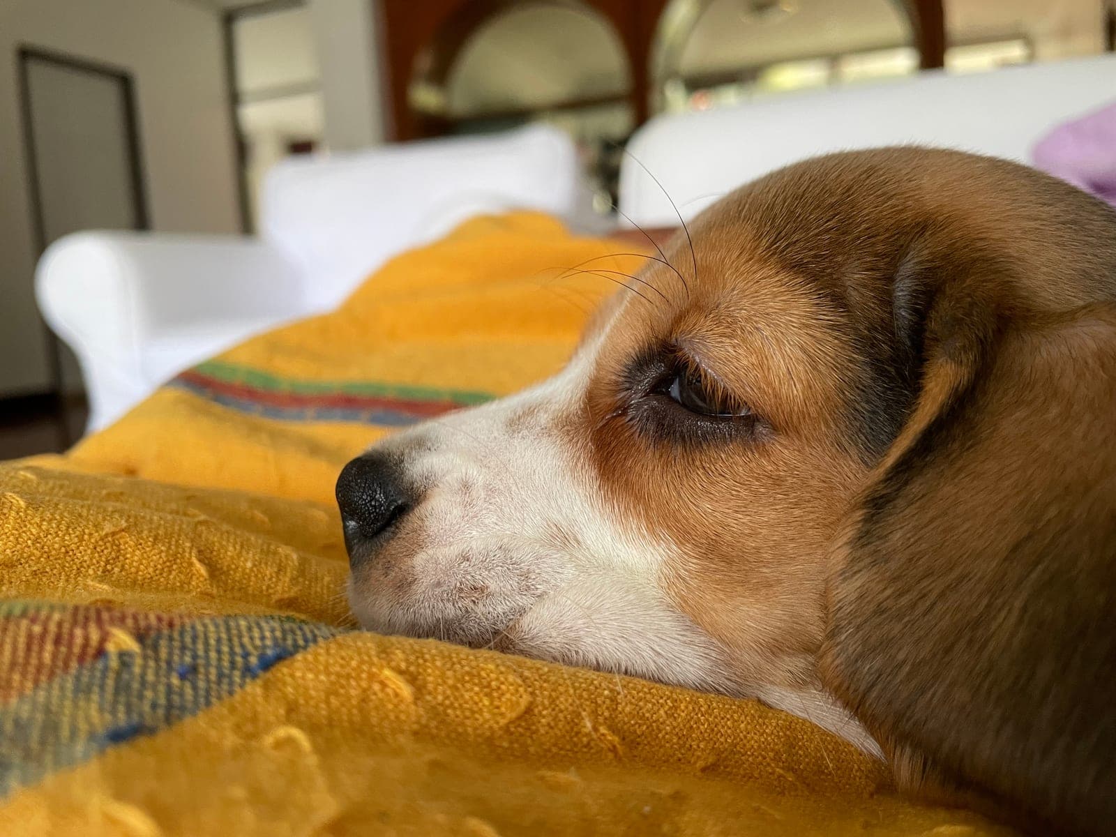 A beagle resting its chin on a couch armrest