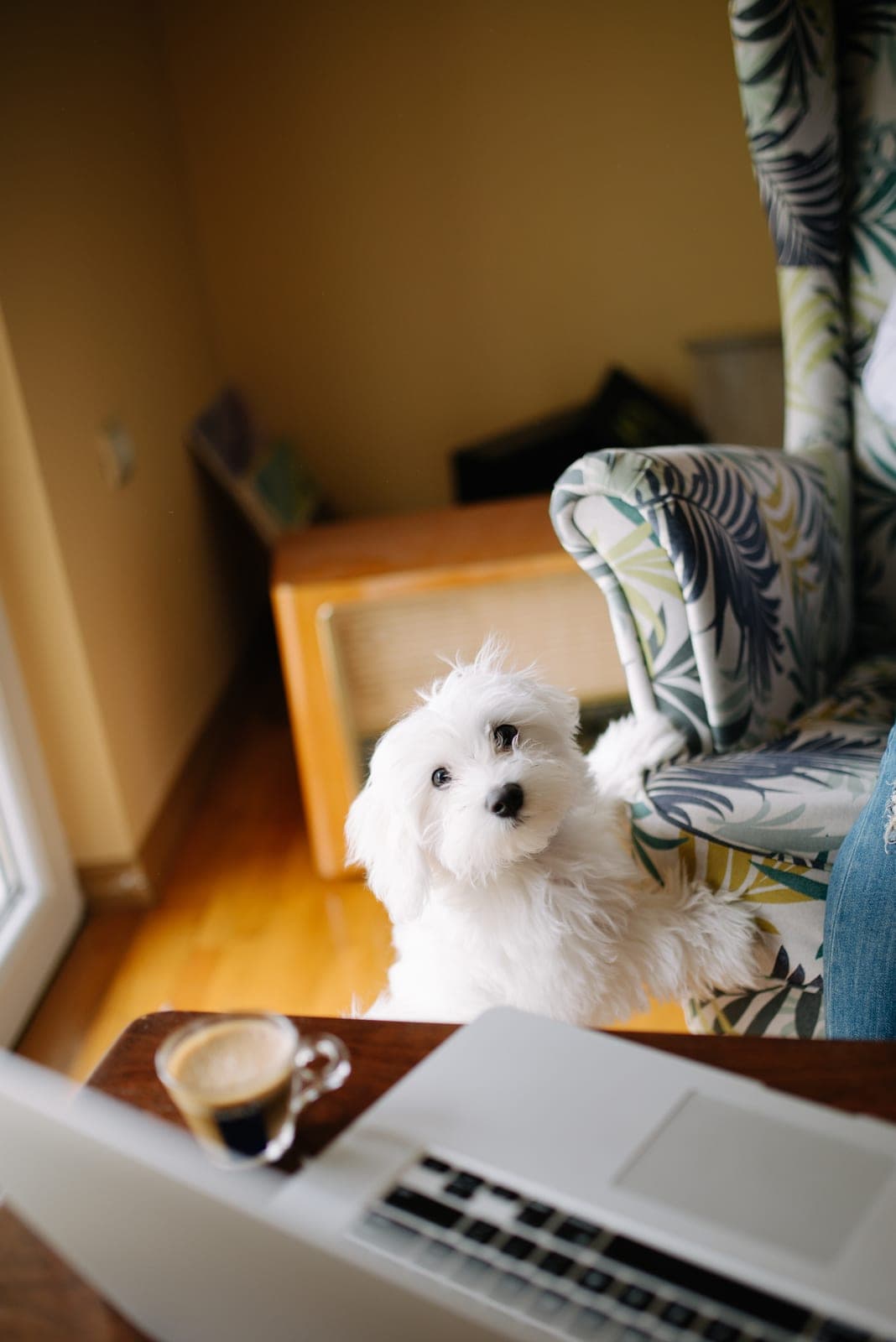 A dog at home in a warm, sunlit living room