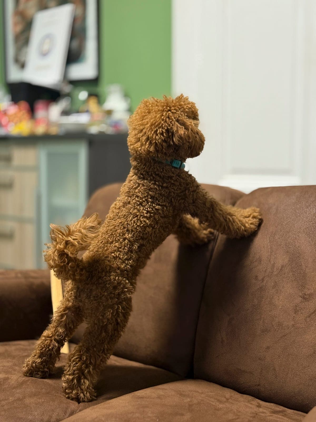 A dog up on the back of the couch, angled toward the door