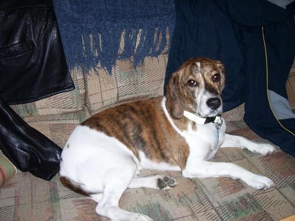A dog relaxing on the sofa at home